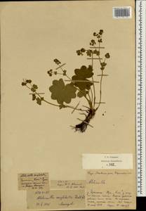 Alchemilla conglobata H. Lindb., Eastern Europe, Central region (E4) (Russia)