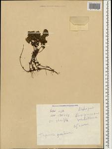 Thymus praecox subsp. grossheimii (Ronniger) Jalas, Caucasus, Georgia (K4) (Georgia)
