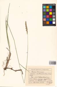 Elymus mutabilis (Drobow) Tzvelev, Eastern Europe, Volga-Kama region (E7) (Russia)