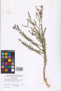 Linum perenne L., Eastern Europe, Rostov Oblast (E12a) (Russia)