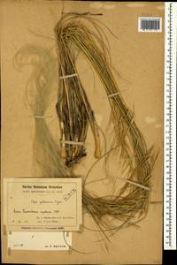 Stipa pulcherrima K.Koch, Caucasus, Armenia (K5) (Armenia)