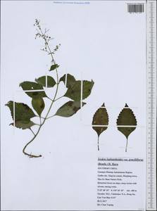 Isodon lophanthoides (Buch.-Ham. ex D.Don) H.Hara, South Asia, South Asia (Asia outside ex-Soviet states and Mongolia) (ASIA) (China)
