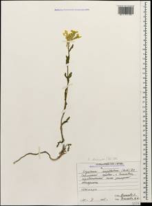 Erysimum ibericum (Adams) DC., Caucasus, North Ossetia, Ingushetia & Chechnya (K1c) (Russia)