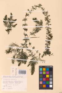 Ceratophyllum demersum L., Eastern Europe, Lower Volga region (E9) (Russia)