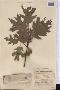 Quercus kelloggii Newb., America (AMER) (United States)