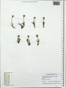 Arctogeron gramineum (L.) DC., Siberia, Baikal & Transbaikal region (S4) (Russia)