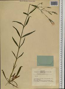 Dianthus superbus L., Siberia, Western Siberia (S1) (Russia)