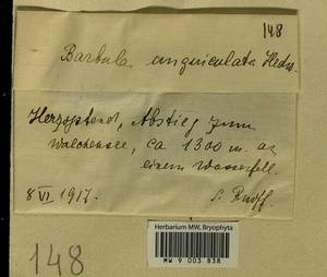 Barbula unguiculata Hedw., Bryophytes, Bryophytes - Western Europe (BEu) (Germany)