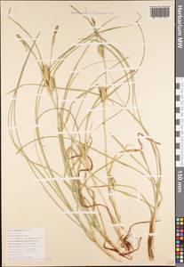 Carex hordeistichos Vill., Caucasus, Black Sea Shore (from Novorossiysk to Adler) (K3) (Russia)