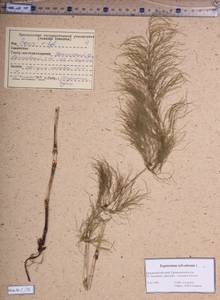 Equisetum sylvaticum L., Siberia, Altai & Sayany Mountains (S2) (Russia)