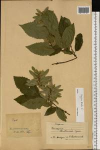 Carpinus betulus L., Eastern Europe, Belarus (E3a) (Belarus)