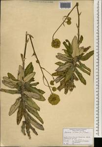 Hermas villosa (L.) Thunb., Africa (AFR) (South Africa)