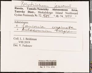 Polytrichum jensenii I. Hagen, Bryophytes, Bryophytes - Western Siberia (including Altai) (B15) (Russia)