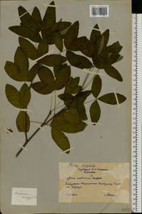 Ptelea trifoliata L., Eastern Europe, Moscow region (E4a) (Russia)