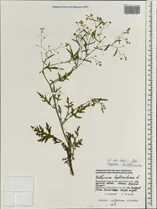 Parthenium hysterophorus L., South Asia, South Asia (Asia outside ex-Soviet states and Mongolia) (ASIA) (Maldives)