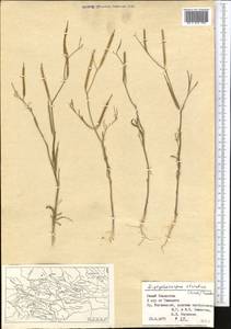 Diptychocarpus strictus (Fisch. ex M.Bieb.) Trautv., Middle Asia, Syr-Darian deserts & Kyzylkum (M7) (Kazakhstan)