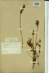 Oxytropis grandiflora (Pall.)DC., Siberia, Baikal & Transbaikal region (S4) (Russia)