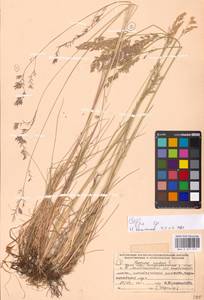 Festuca rubra L., Eastern Europe, Northern region (E1) (Russia)