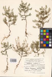 Lepidium ruderale L., Eastern Europe, Moscow region (E4a) (Russia)