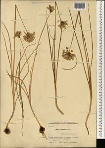 Allium stipitatum Regel, South Asia, South Asia (Asia outside ex-Soviet states and Mongolia) (ASIA) (Iran)