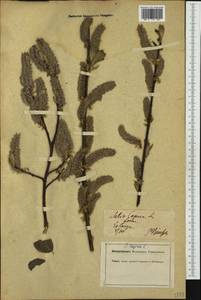 Salix caprea L., Western Europe (EUR) (Germany)