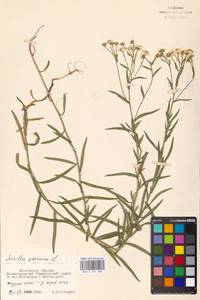 Achillea ptarmica L., Eastern Europe, Moscow region (E4a) (Russia)