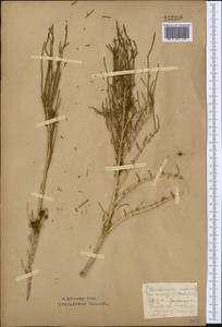 Haloxylon ammodendron (C. A. Mey.) Bunge ex Fenzl, Middle Asia, Northern & Central Kazakhstan (M10) (Kazakhstan)