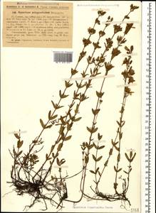 Hypericum linarioides, Caucasus, Georgia (K4) (Georgia)