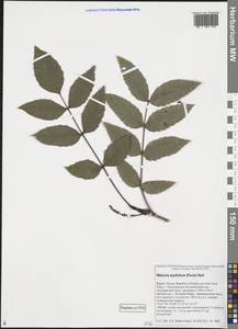 Mahonia aquifolium (Pursh) Nutt., Eastern Europe, Northern region (E1) (Russia)