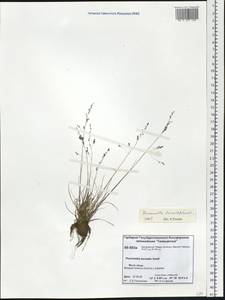 Puccinellia nuttalliana (Schult.) Hitchc., Siberia, Central Siberia (S3) (Russia)
