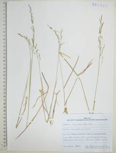 Poa glauca Vahl, Siberia, Russian Far East (S6) (Russia)