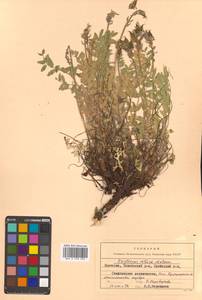 Oxytropis adamsiana subsp. erecta (Kom.) Kuvaev, Siberia, Chukotka & Kamchatka (S7) (Russia)