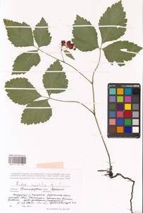 Rubus saxatilis × caesius, Eastern Europe, Volga-Kama region (E7) (Russia)