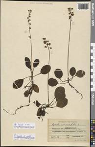 Pyrola media Sw., Siberia, Western Siberia (S1) (Russia)