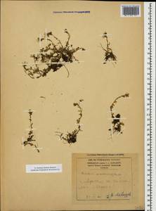 Dichodon cerastoides (L.) Rchb., Caucasus, Armenia (K5) (Armenia)