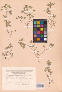 Medicago orthoceras (Kar. & Kir.) Trautv., Eastern Europe, Lower Volga region (E9) (Russia)