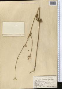 Tordylium maximum L., Middle Asia, Kopet Dag, Badkhyz, Small & Great Balkhan (M1) (Turkmenistan)