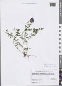 Astragalus danicus Retz., Eastern Europe, Central forest region (E5) (Russia)