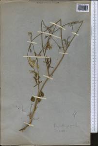 Pimpinella peregrina L., Middle Asia, Western Tian Shan & Karatau (M3) (Not classified)