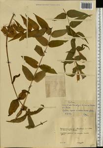 Gentiana asclepiadea L., Eastern Europe, West Ukrainian region (E13) (Ukraine)