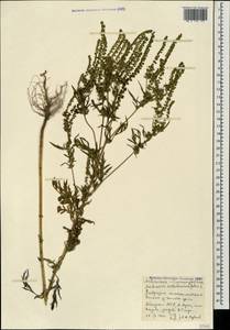 Ambrosia artemisiifolia L., Caucasus, Abkhazia (K4a) (Abkhazia)