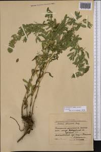 Ononis arvensis L., Middle Asia, Northern & Central Kazakhstan (M10) (Kazakhstan)