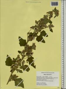 Althaea officinalis L., Eastern Europe, Eastern region (E10) (Russia)