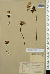 Anemonastrum narcissiflorum subsp. fasciculatum (L.) Raus, Caucasus, North Ossetia, Ingushetia & Chechnya (K1c) (Russia)