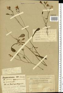 Campanula patula L., Eastern Europe, North-Western region (E2) (Russia)