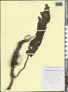 Rumex crispus L., Caucasus, Black Sea Shore (from Novorossiysk to Adler) (K3) (Russia)