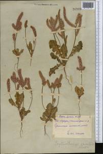 Psylliostachys spicata (Willd.) Nevski, Middle Asia, Syr-Darian deserts & Kyzylkum (M7) (Uzbekistan)
