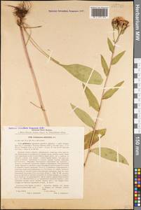 Centaurea phrygia subsp. salicifolia (M. Bieb. ex Willd.) Mikheev, Caucasus, Stavropol Krai, Karachay-Cherkessia & Kabardino-Balkaria (K1b) (Russia)
