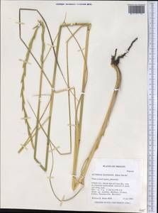 Thinopyrum elongatum (Host) D.R.Dewey, America (AMER) (United States)