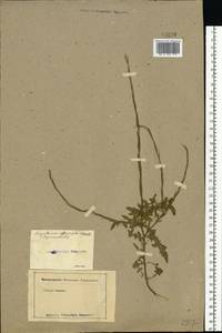 Sisymbrium officinale (L.) Scop., Eastern Europe, Moscow region (E4a) (Russia)